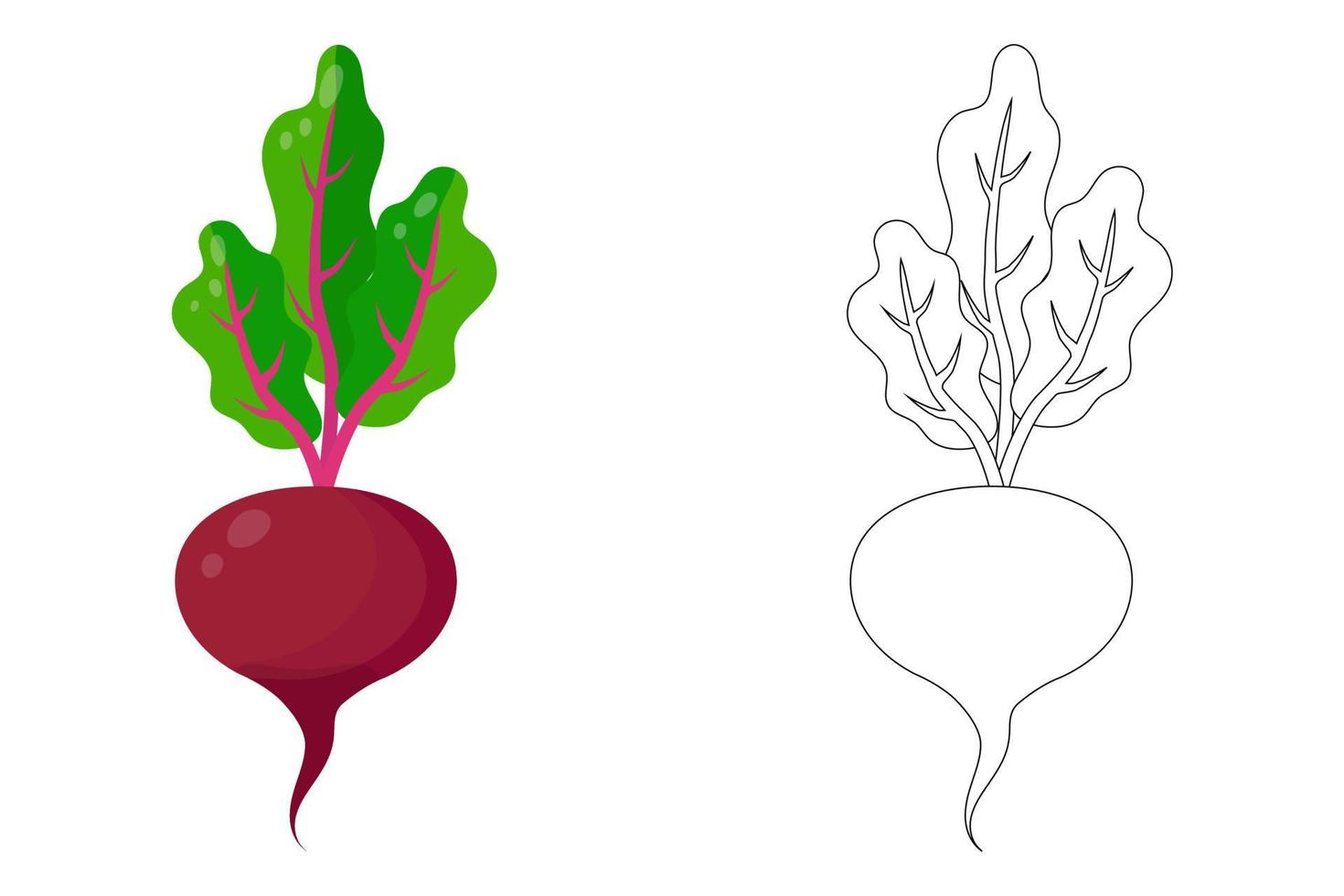 A set of colored beets and a contour drawing of beets. 16472274 Vector