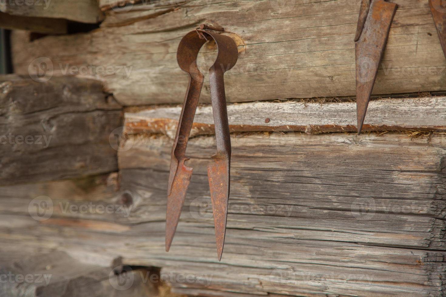 vintage rusty scissors for shearing sheep photo