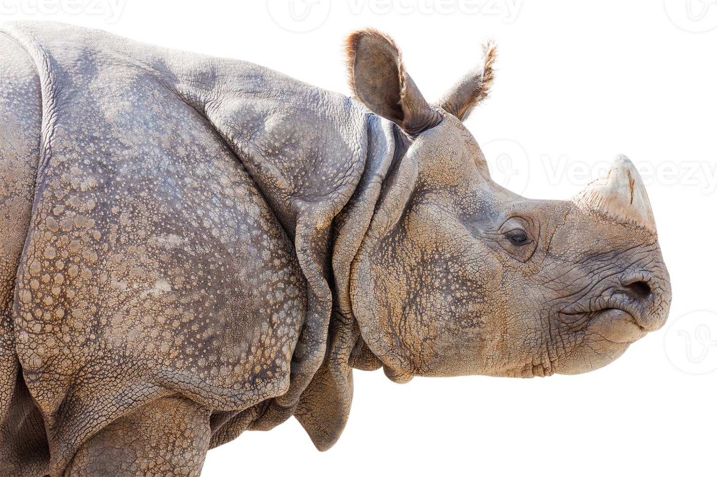 profil png transparent d'un rhinocéros.