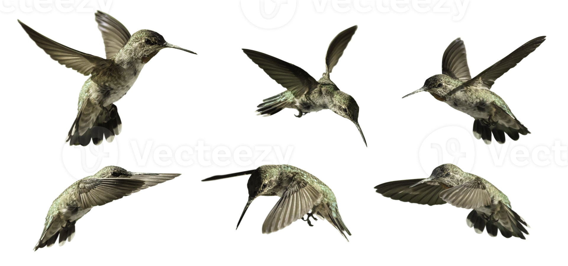 transparentes png verschiedener Kolibris im Flug