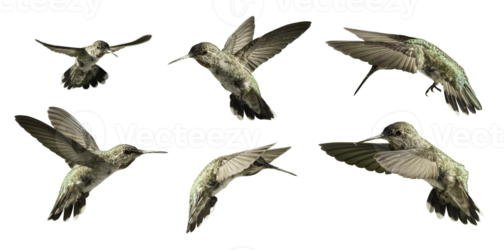 Transparent PNG of Various Hummingbirds In Flight