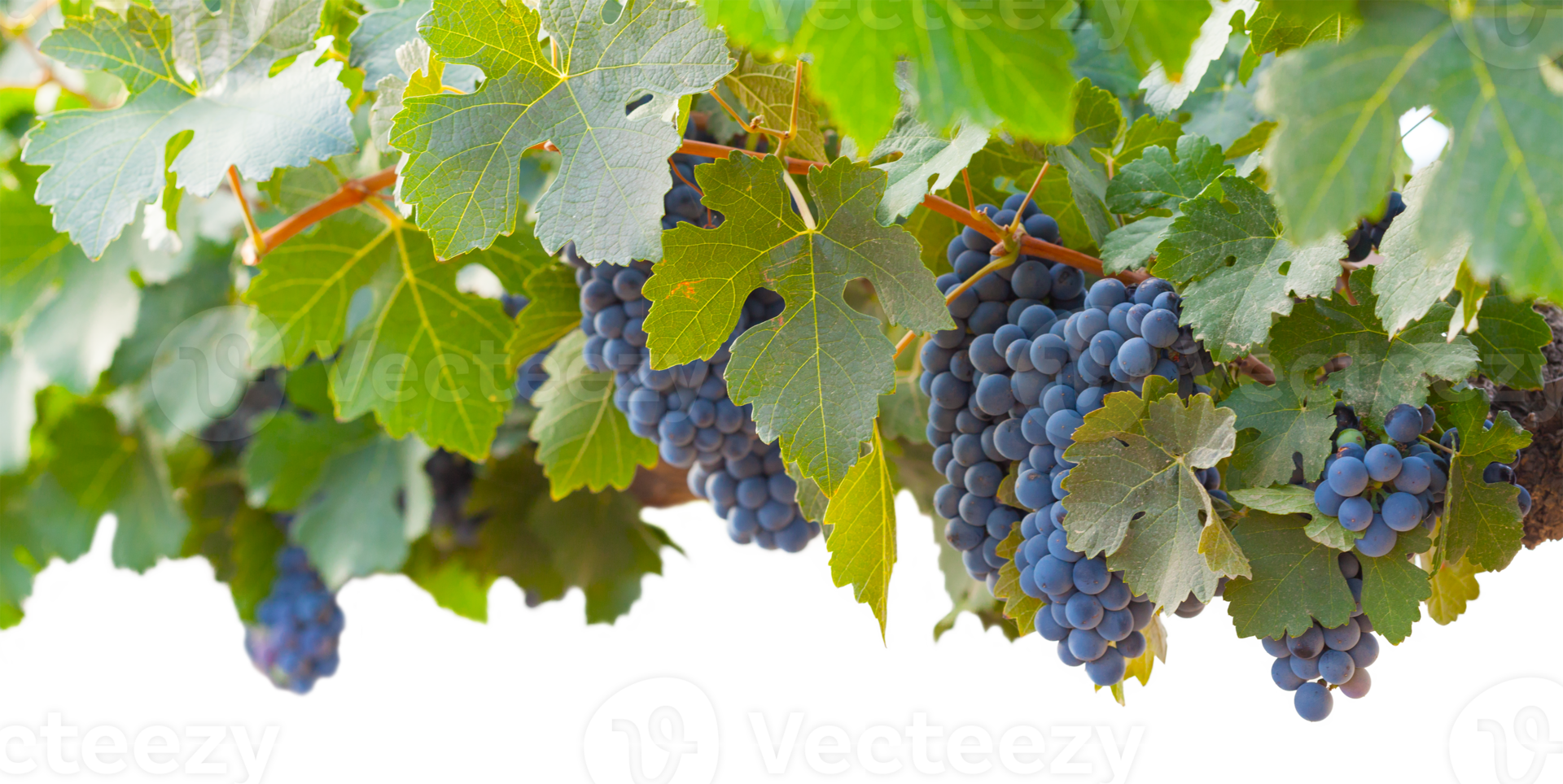 Transparent PNG Beautiful Lush Wine Grapes and Leaves in the Vineyard Border Background.