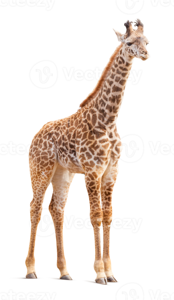 trasparente png di un' giraffa.