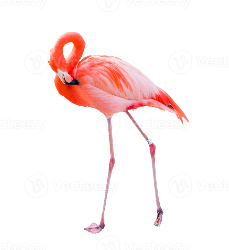 Cute flamingo crop-out png