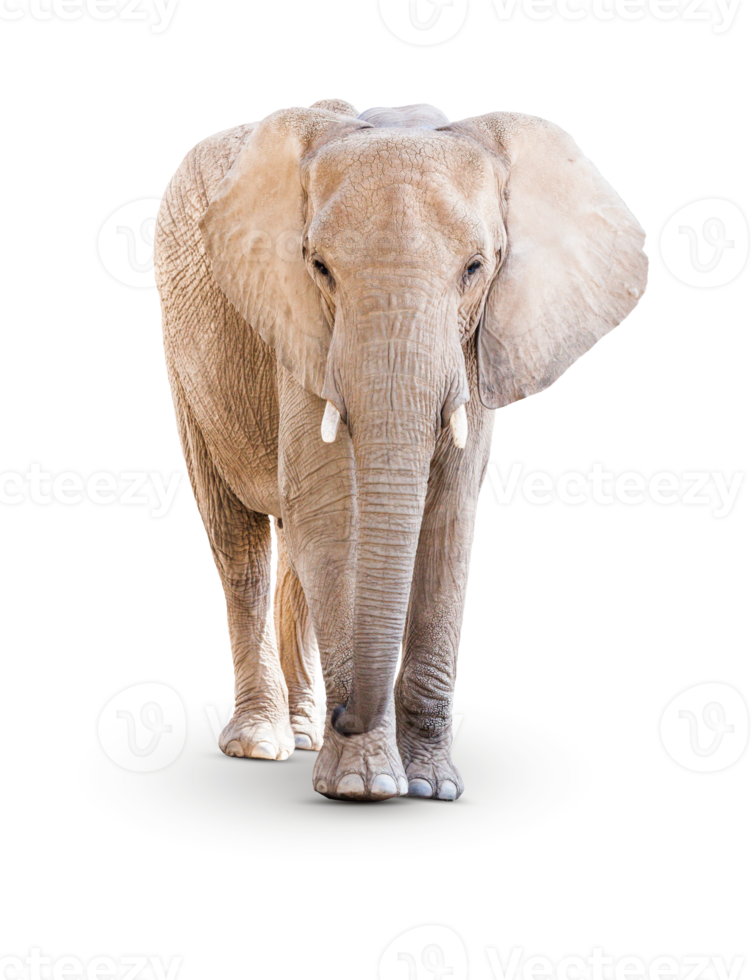 Transparent PNG of Single Large Elephant.