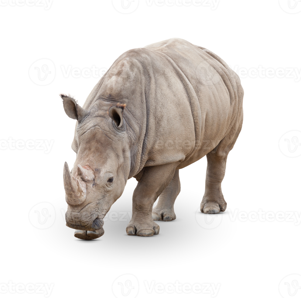 png transparent d'un seul grand rhinocéros.