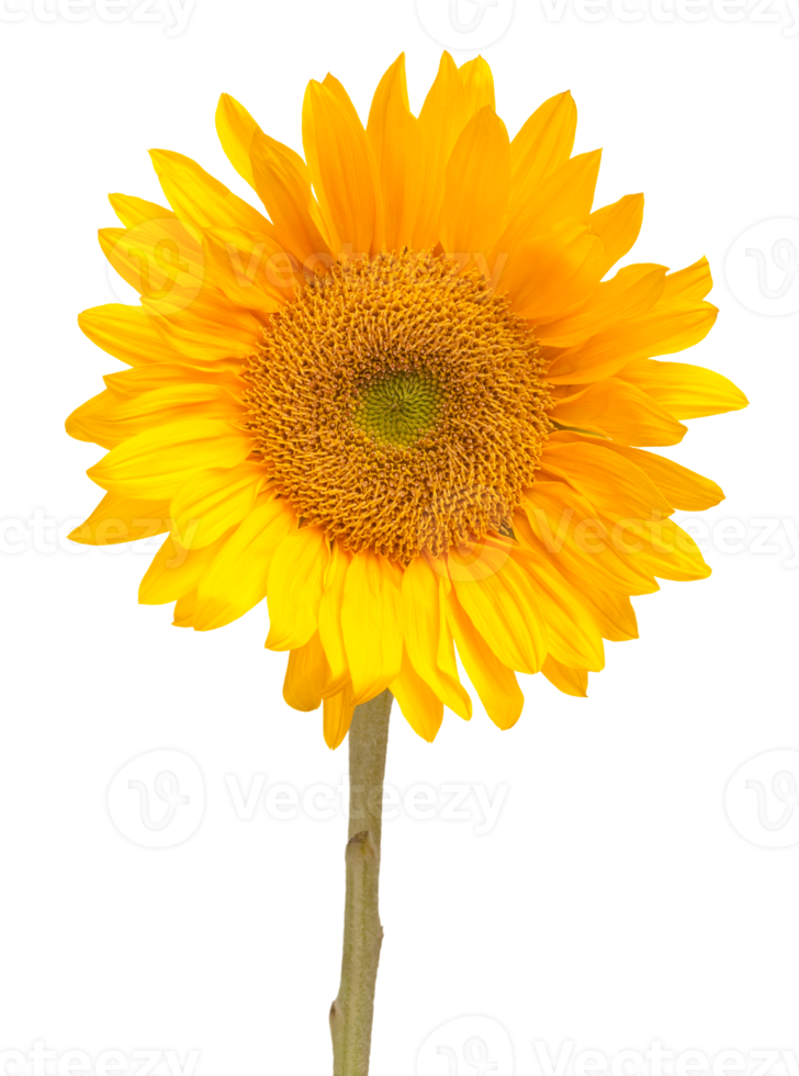 Transparent PNG Bright Yellow Sunflower.