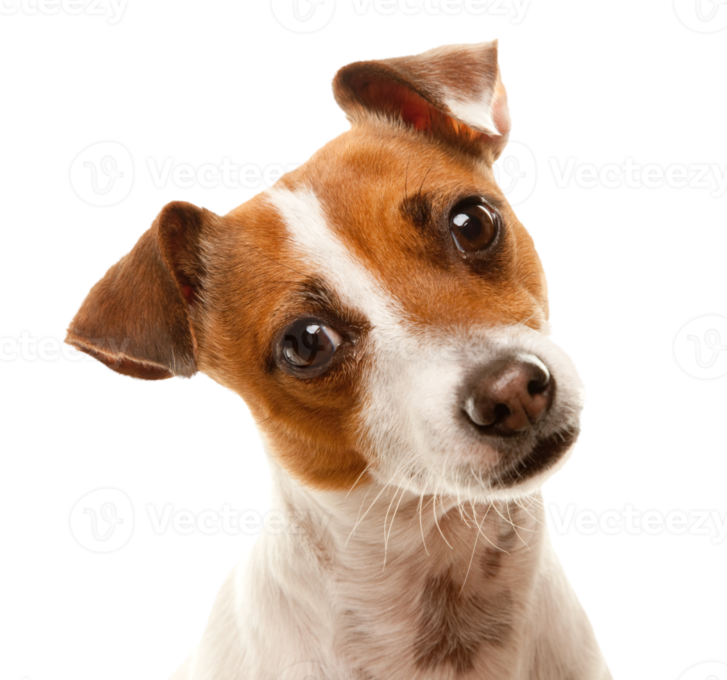 trasparente png portait di un adorabile Jack russell terrier.