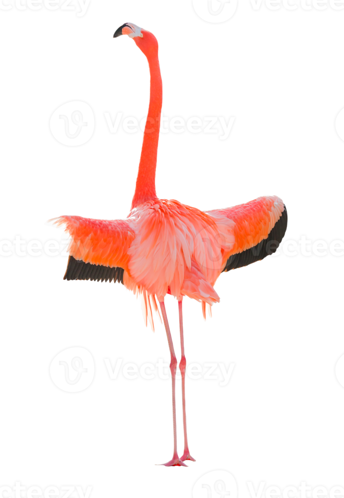 mignon flamant rose crop-out png