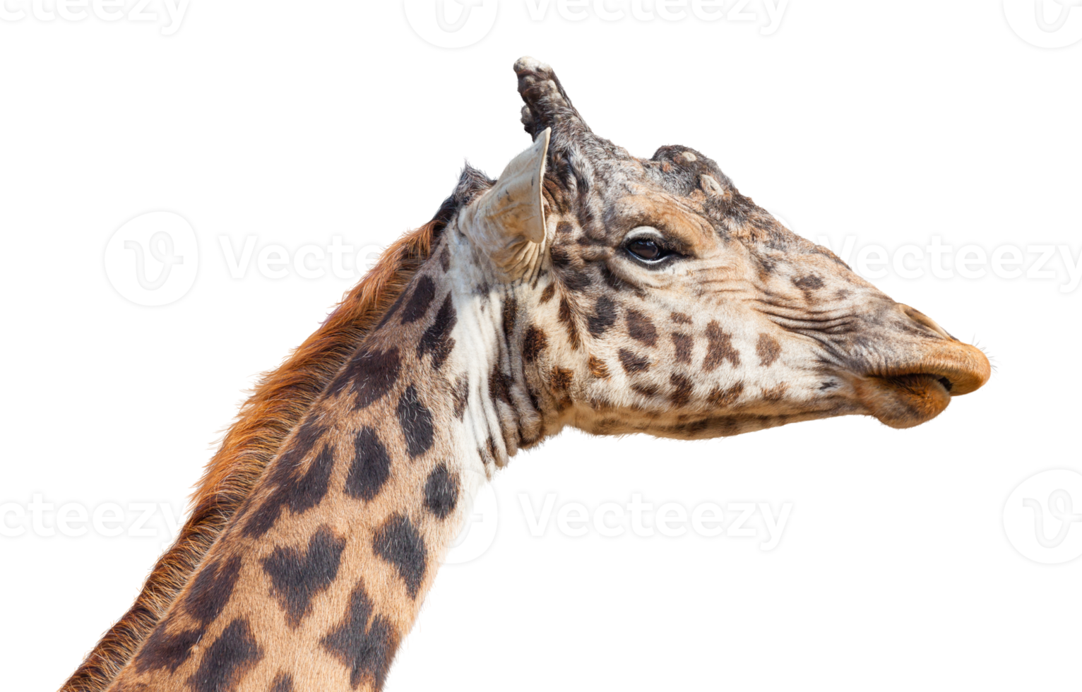 Transparent PNG of A Giraffe Head.