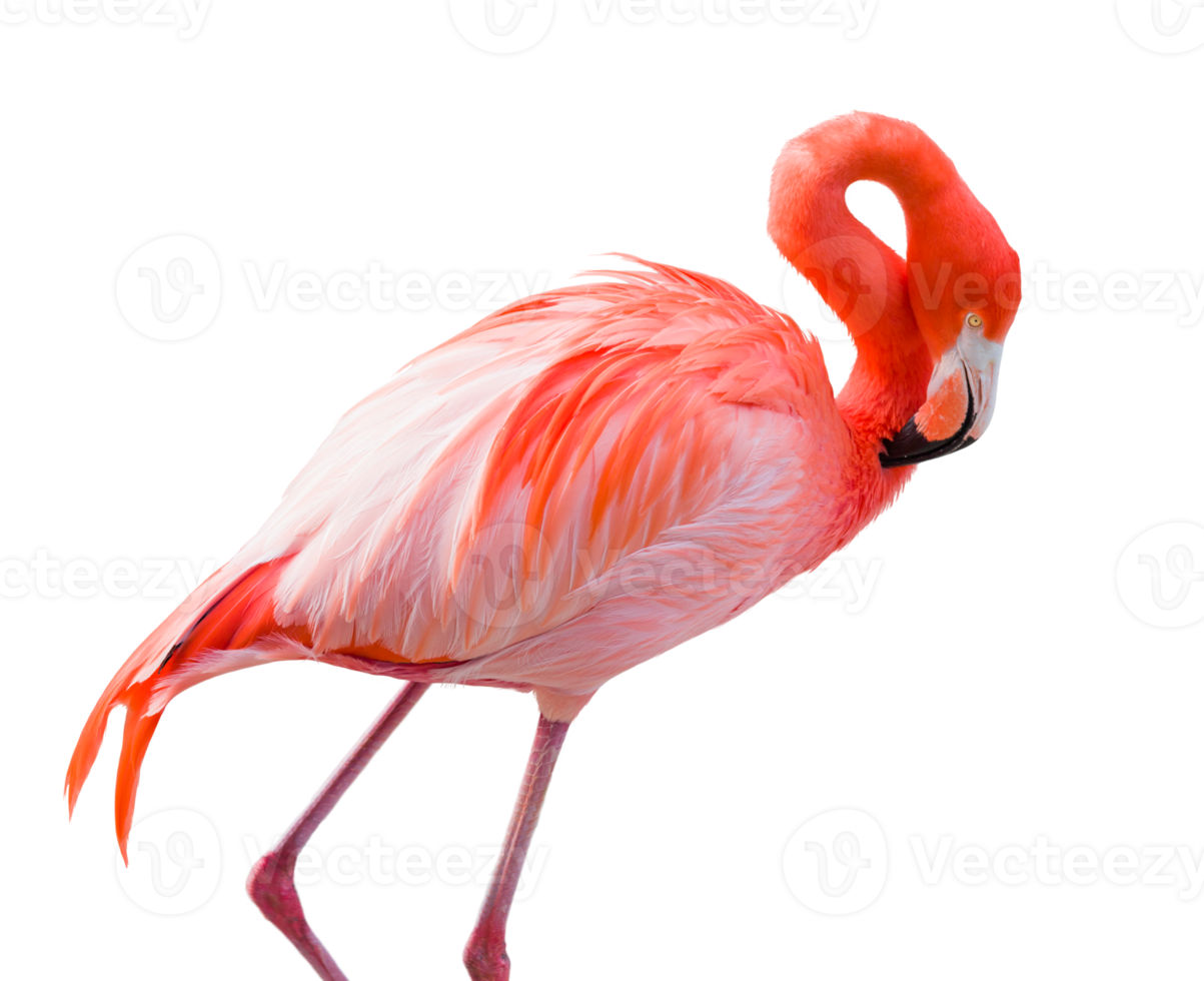 Cute flamingo crop-out png