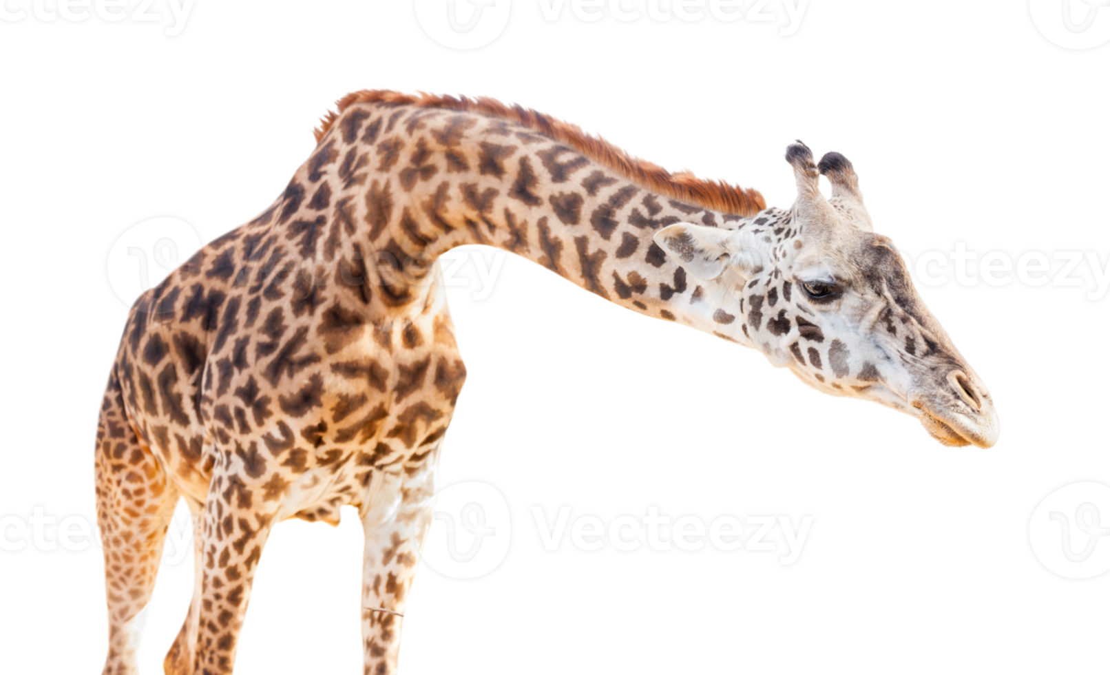 Transparent PNG of A Giraffe Head.