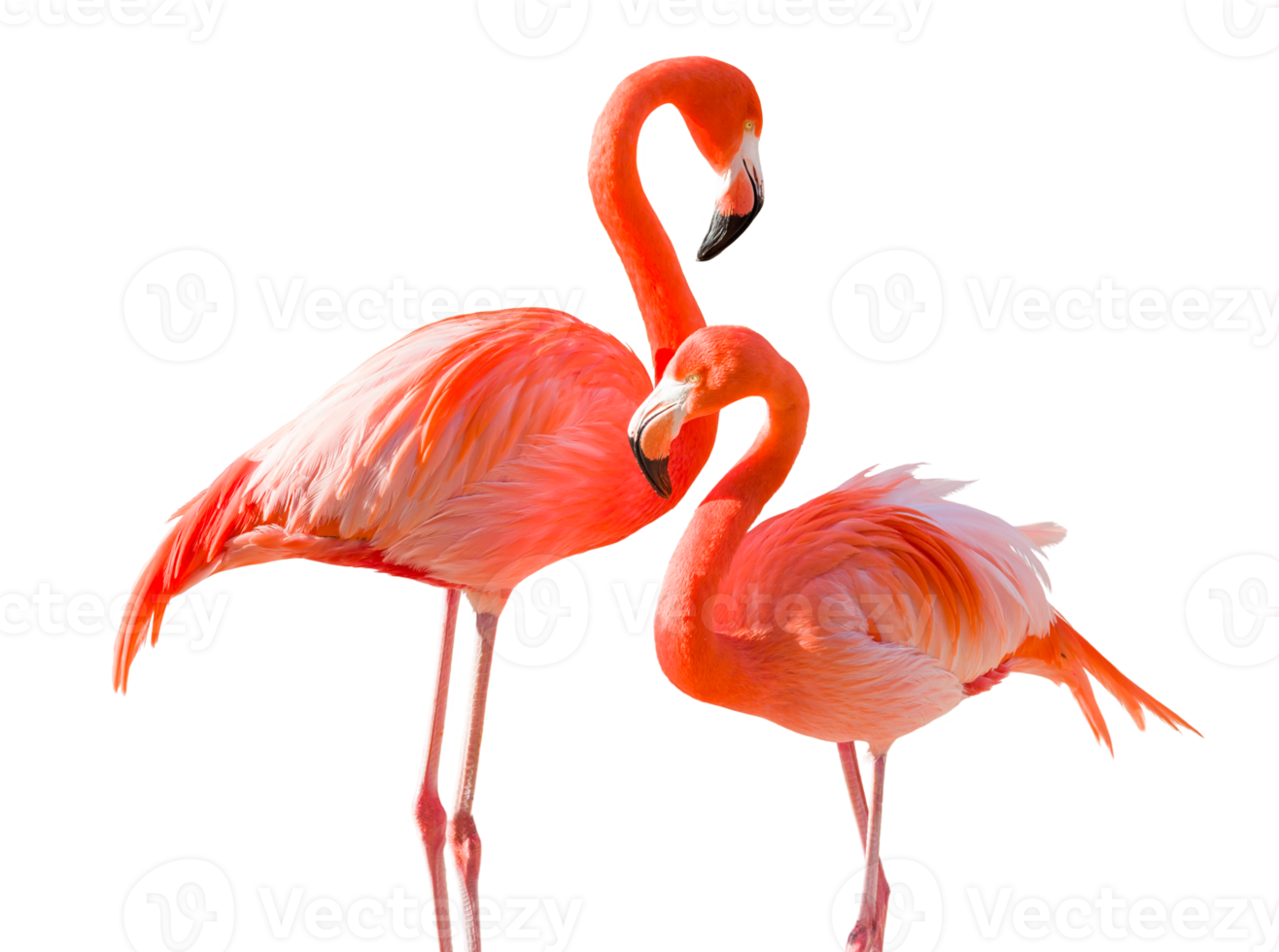 Cute flamingo crop-out png