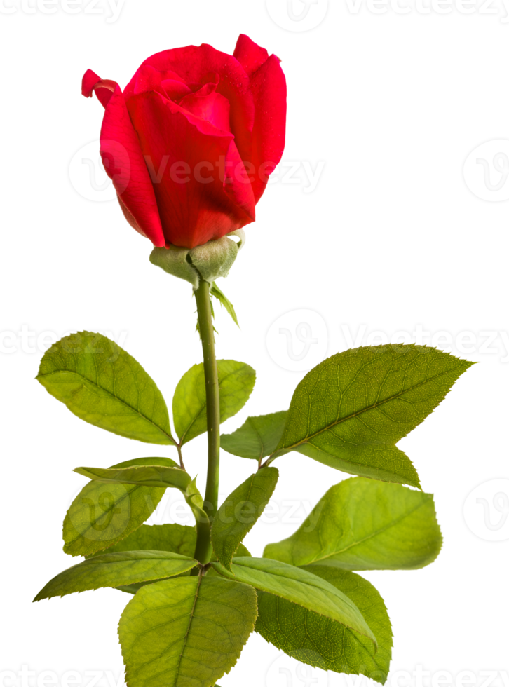 fleur de bouton de rose rouge png transparente avec tige et feuilles.