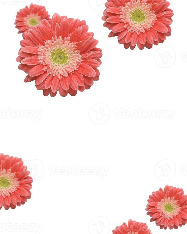 Falling Daisies on white background photo