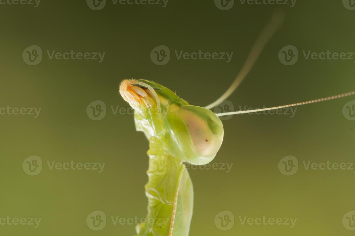 primer plano de mantis religiosa foto