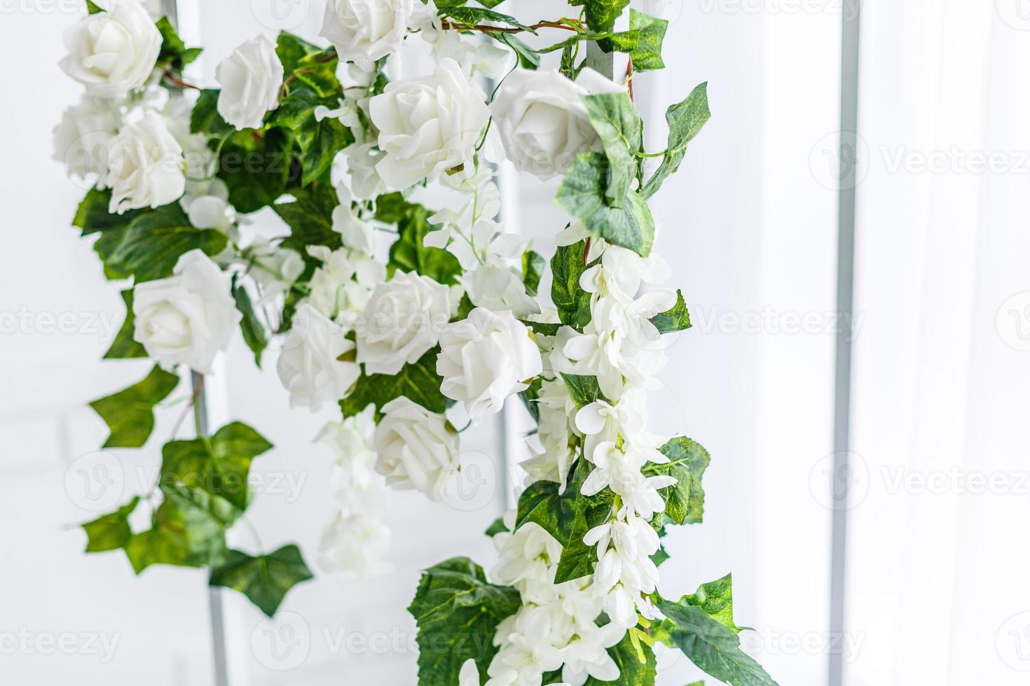 Roses on a white background photo