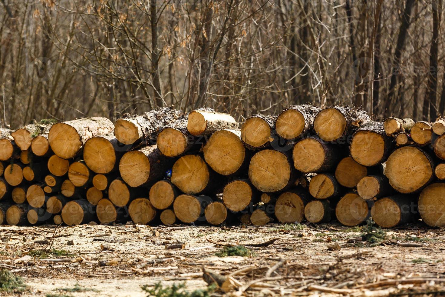 Wood on the snow. Warehouse logs against the bright sky. Lumber of pines. The texture of the rings of the tree photo