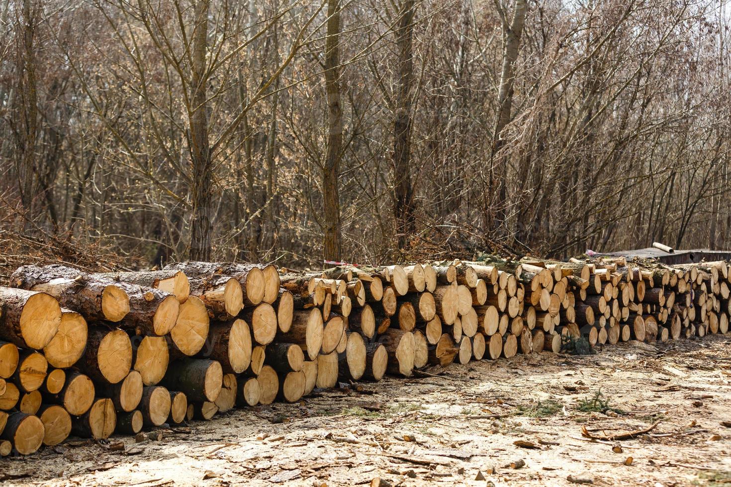 Wood on the snow. Warehouse logs against the bright sky. Lumber of pines. The texture of the rings of the tree photo