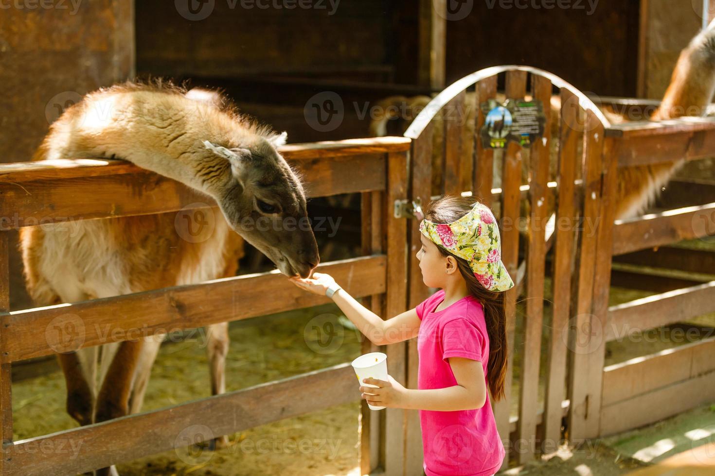 cute little kid feeding a goat at farm photo