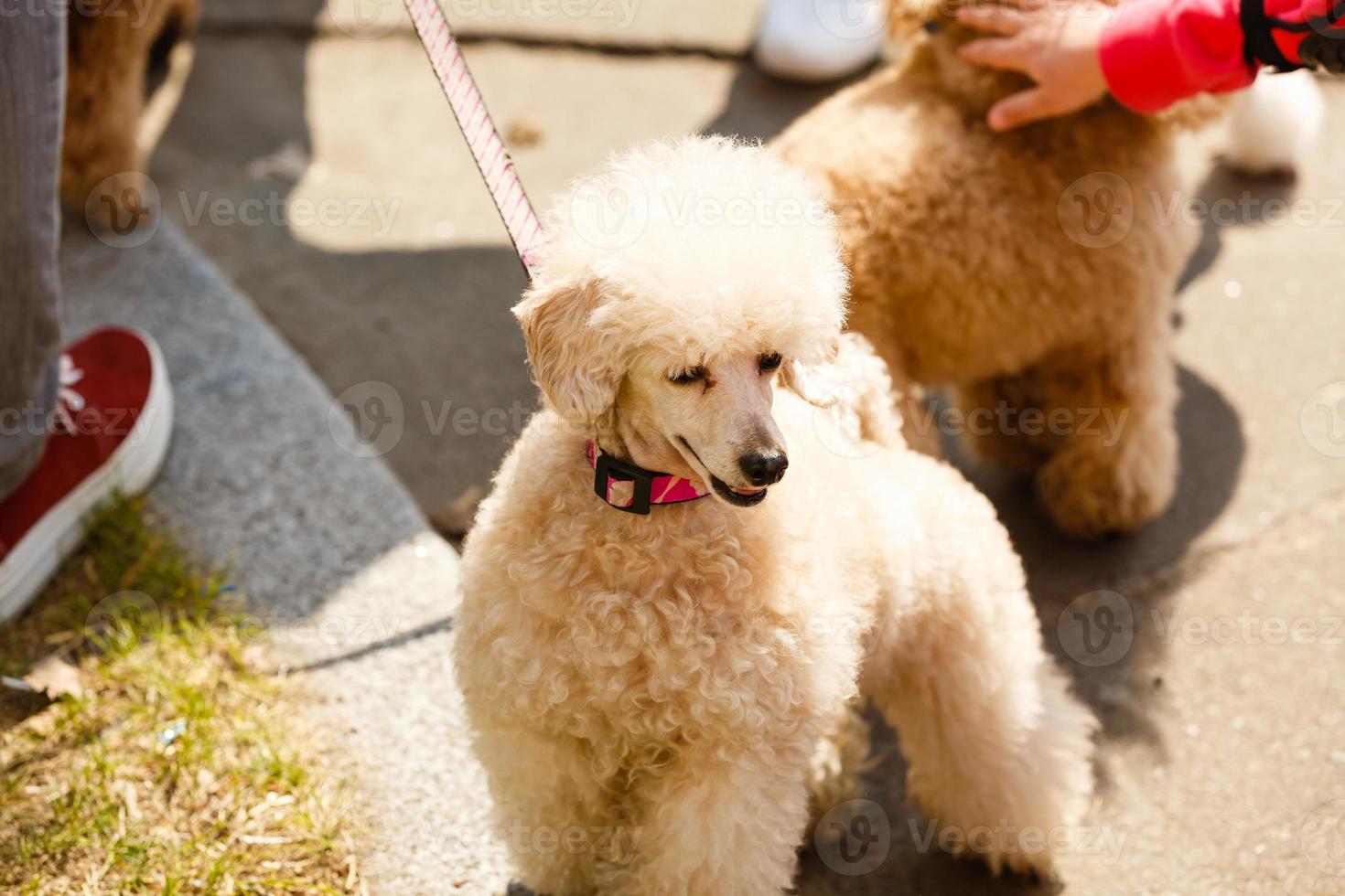 Beautiful groomed white dwarf poodle standing on city street photo