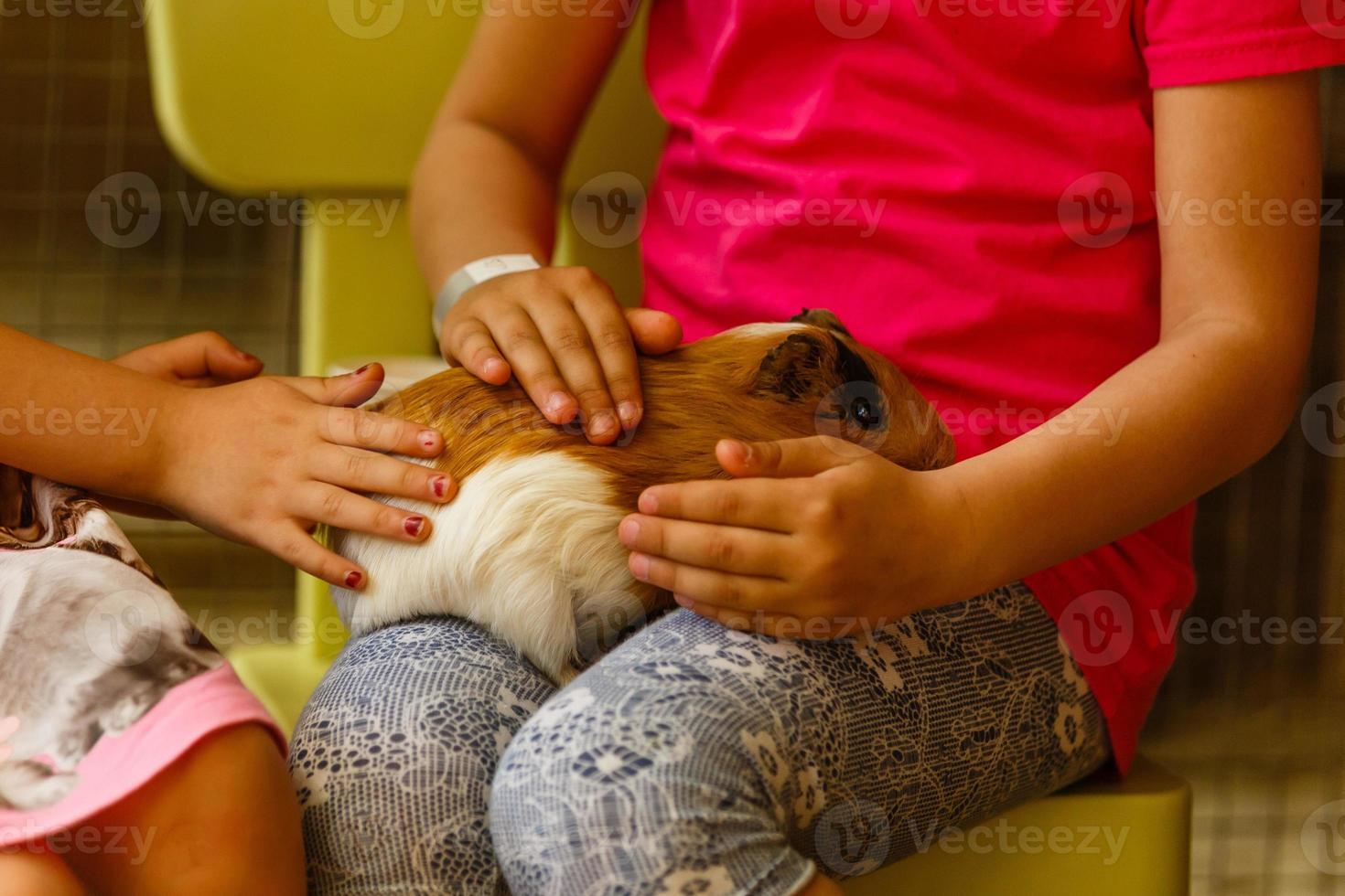 little girl plays with Guinea pig on meadow photo