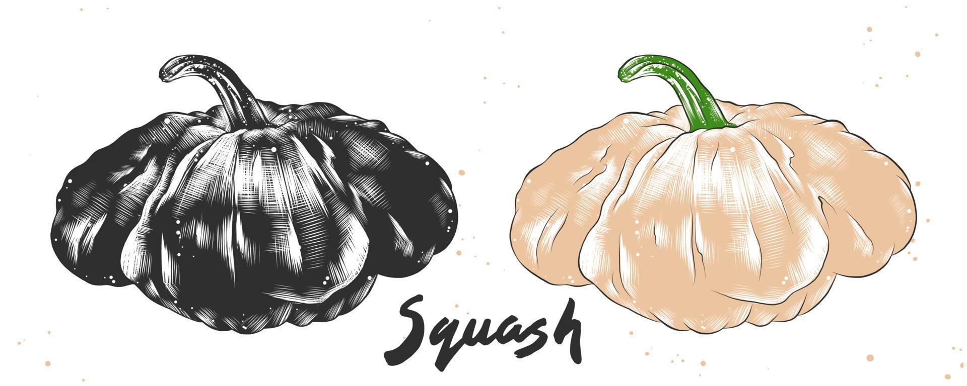 Vector engraved style illustration for posters, decoration and print. Hand drawn sketch of squash in monochrome and colorful. Detailed vegetarian food drawing.
