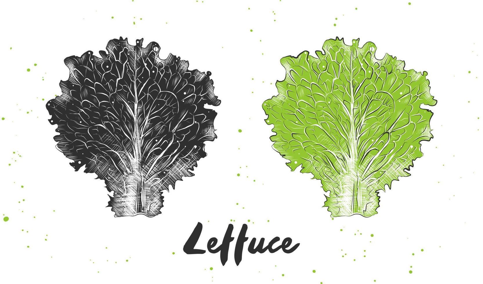 Vector engraved style illustration for posters, decoration and print. Hand drawn sketch of lettuce in monochrome and colorful. Detailed vegetarian food drawing.