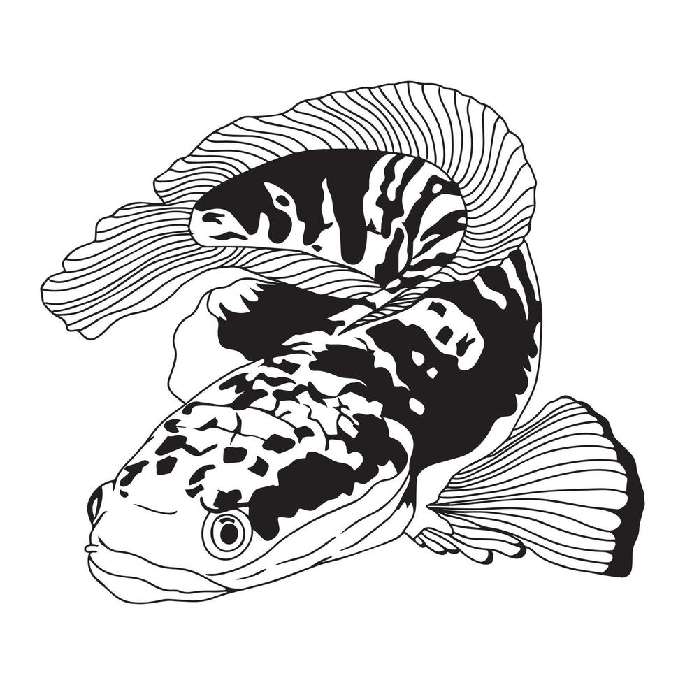 Snakehead fish channa vector illustration for logo, sticker or shirt design.