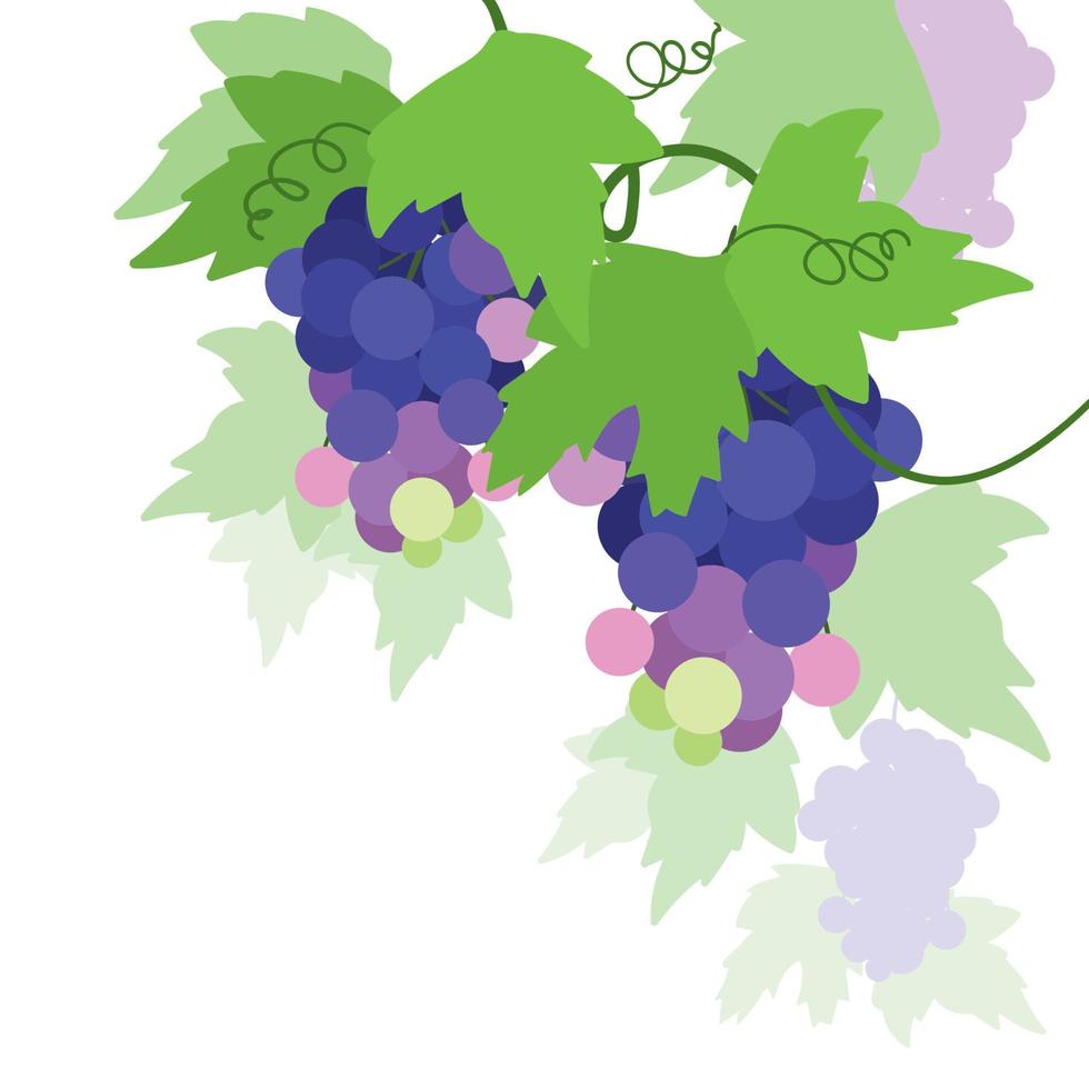 Purple sweet tasty fresh grapes vector