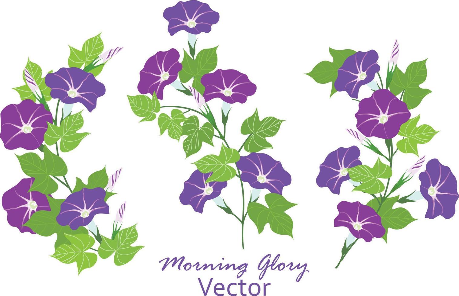 Vector illustration of Morning glory flowers with leaves frame wreth