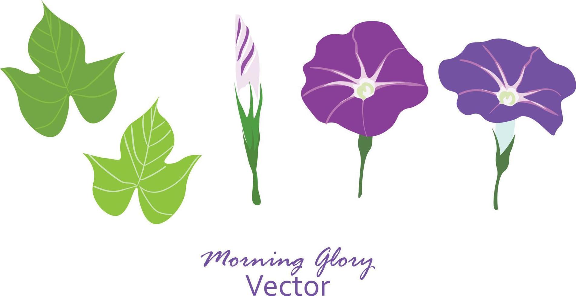 Vector illustration of Morning glory flowers with leaves frame wreth