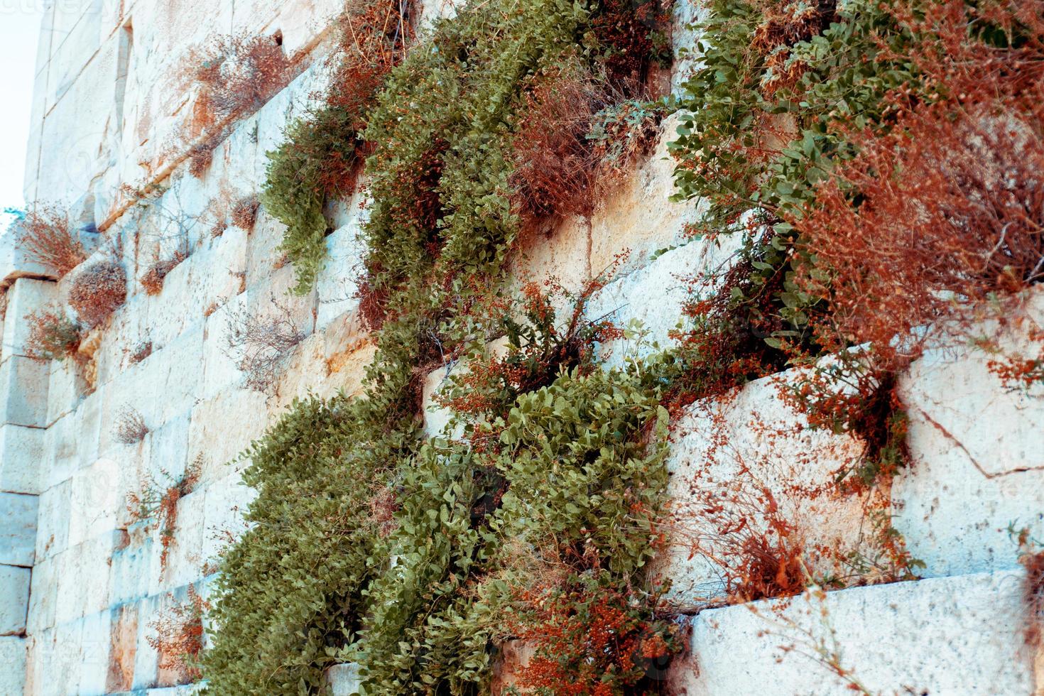 anceint greece wall with plants photo