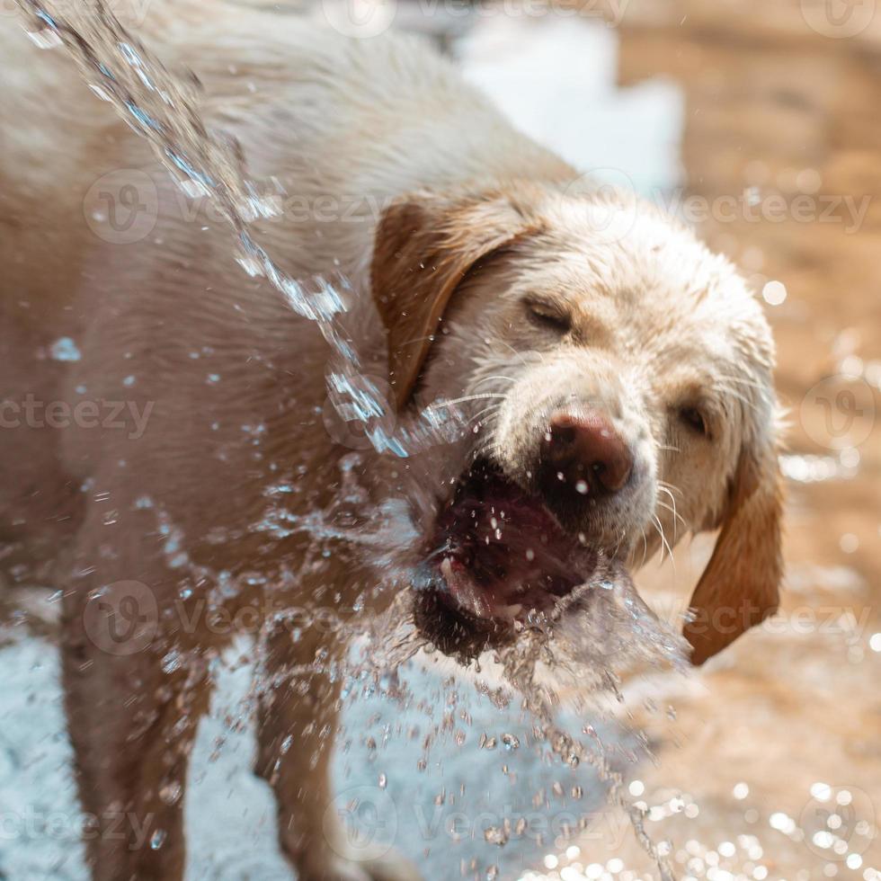 funny dog Labrador plays with water photo