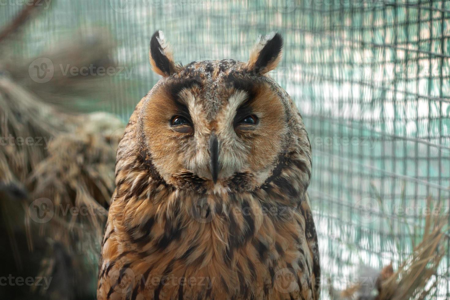 closeup portrait of beautiful owl photo