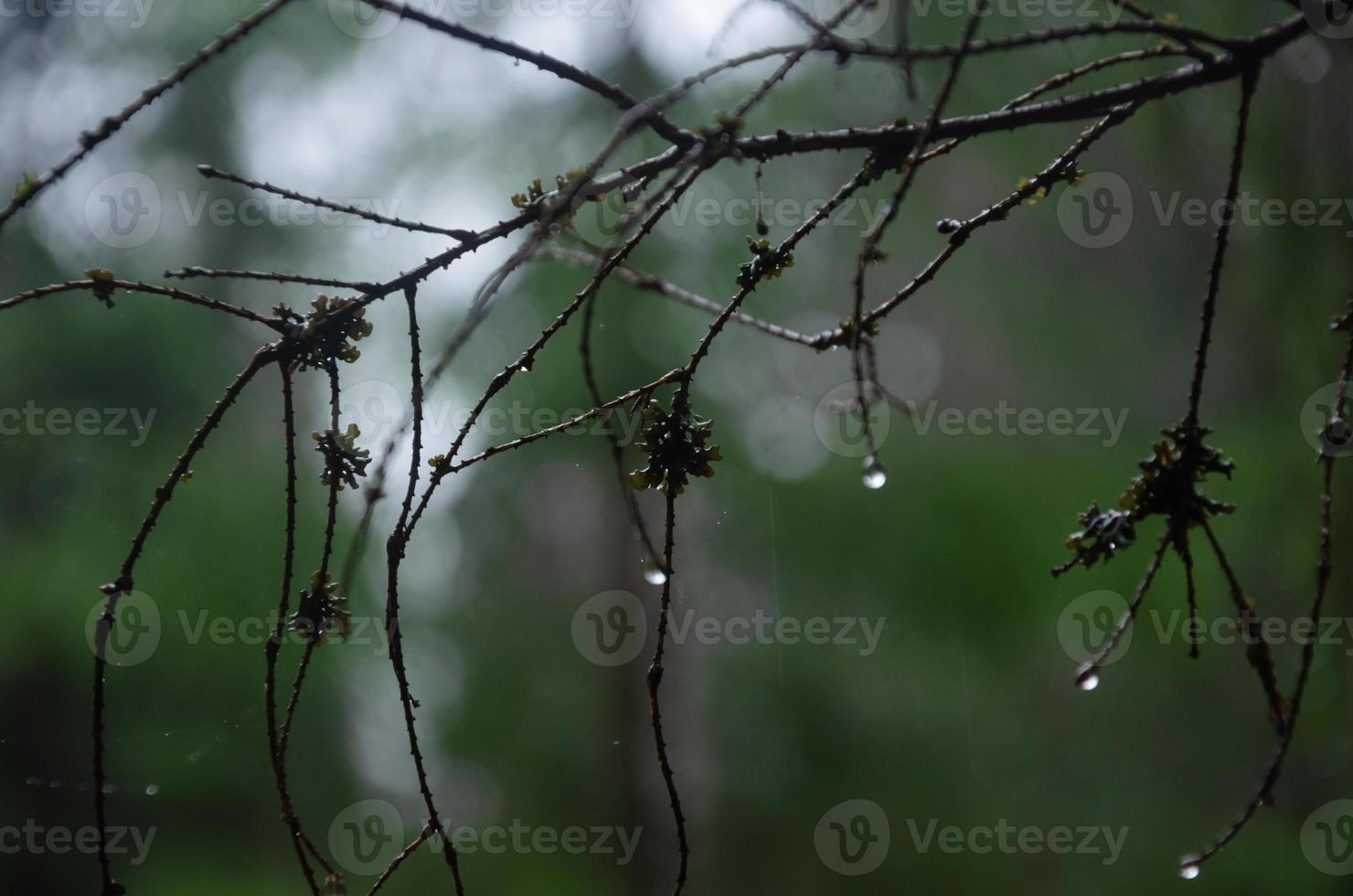 natural background, leafless branch with raindrops photo