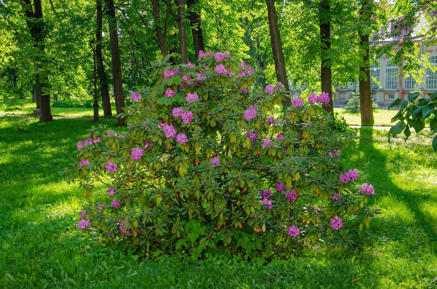 Flowering rhododendron bush with pink flowers photo