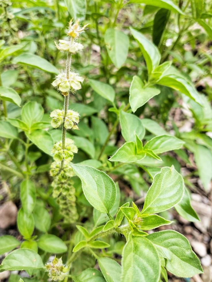 Lemon basil, Ocimum,  africanum, is the only basil used much in Indonesian cuisine, where it is called kemangi. It is often eaten raw with salad or lalap, raw vegetables, and accompanied by sambal. photo