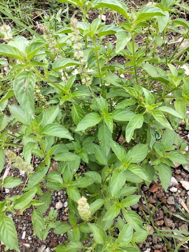 Lemon basil, Ocimum,  africanum, is the only basil used much in Indonesian cuisine, where it is called kemangi. It is often eaten raw with salad or lalap, raw vegetables, and accompanied by sambal. photo