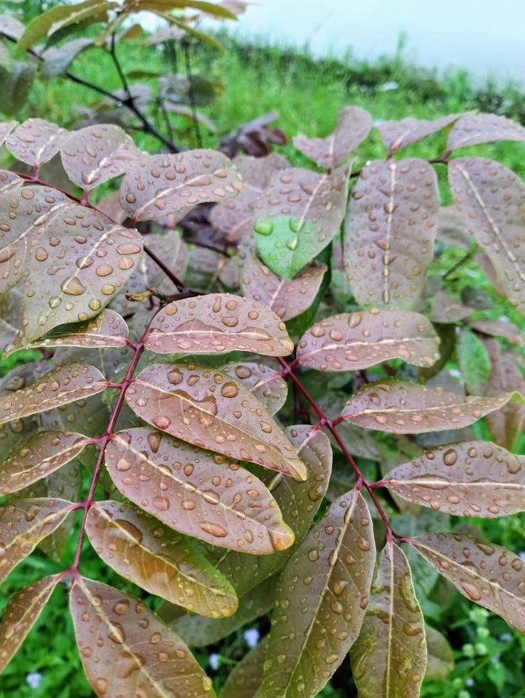 Photo longan dimocarpus, longan leaves selected fokus for natural backround