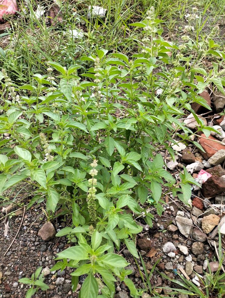 la albahaca de limón, ocimum, africanum, es la única albahaca que se usa mucho en la cocina indonesia, donde se llama kemangi. a menudo se come crudo con ensalada o lalap, verduras crudas y acompañado de sambal. foto