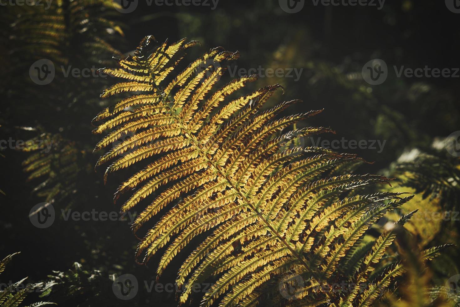 Yellow green fern leaf at autumn time with autumn light. Fern leaf in foreground photo