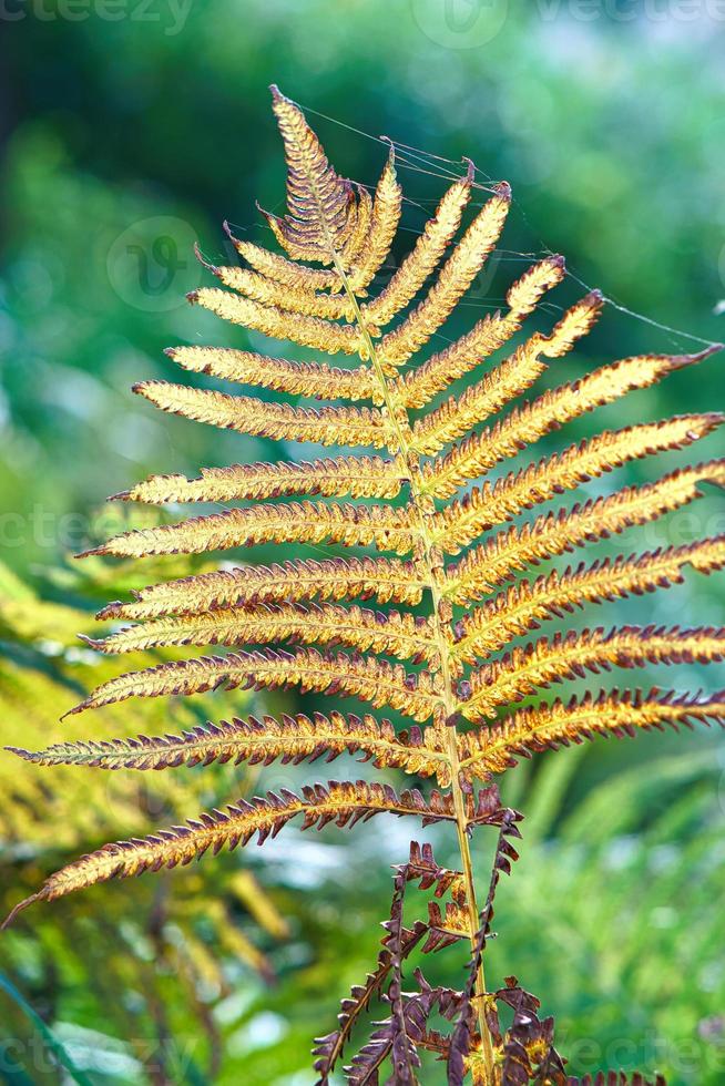 Yellow green fern leaf at autumn time with autumn light. Fern leaf in foreground photo