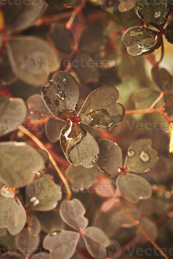 trébol en el bosque. hojas de trébol con gotas de agua. símbolo de la suerte para 2023. foto