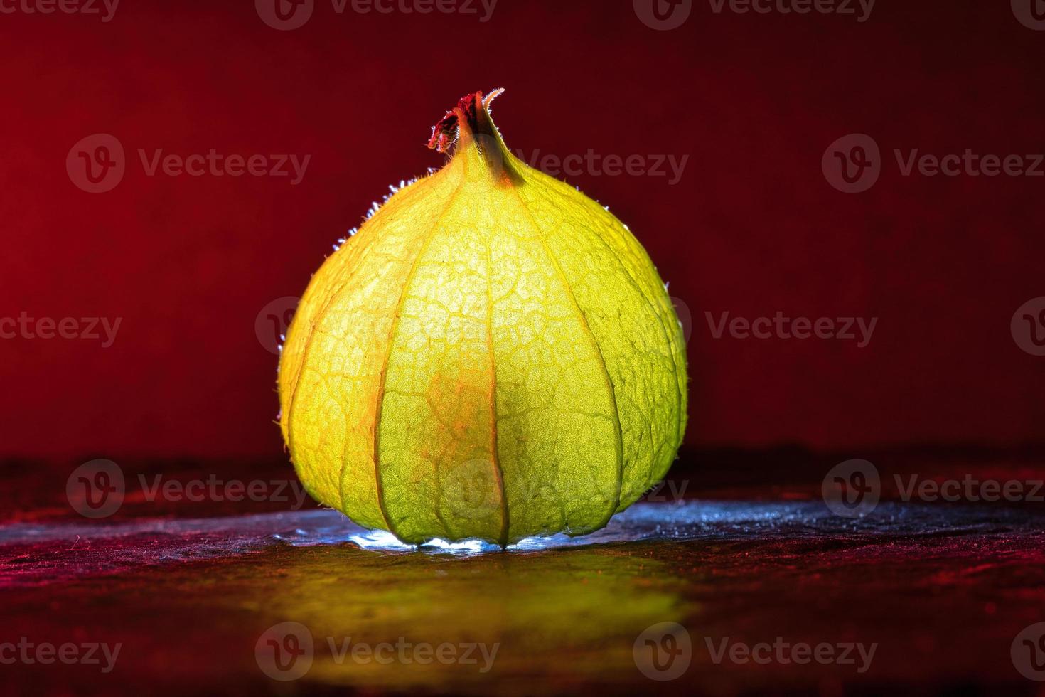 physalis en suelo húmedo negro con fondo rojo. fruto iluminado. rico en vitamina c foto