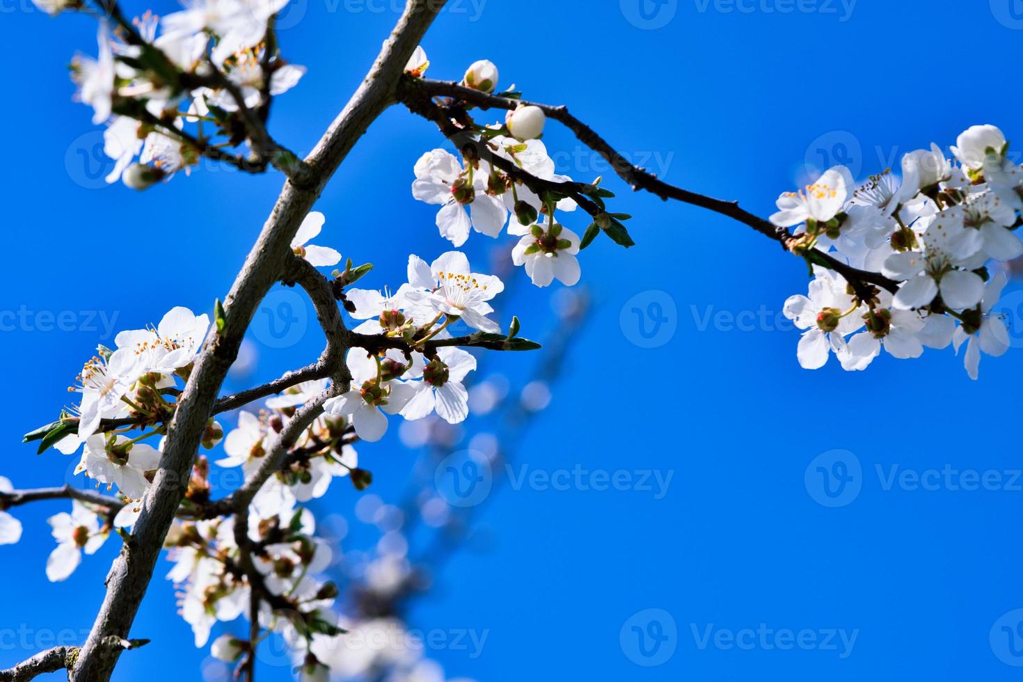 Branch with cherry blossom on fruit tree in garden. Blossom in spring. With bokeh. photo