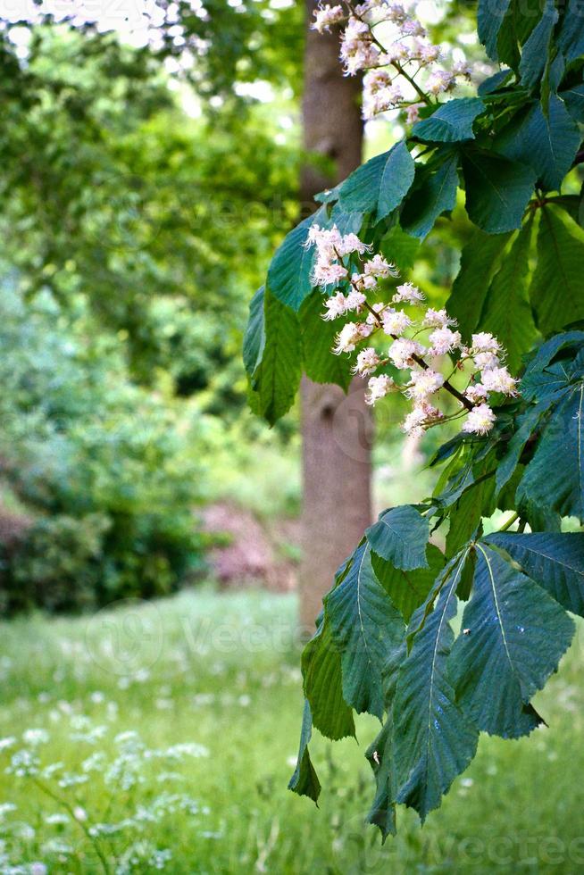 chestnut blossom on the branch of a chestnut tree. White flowers on the dagger photo