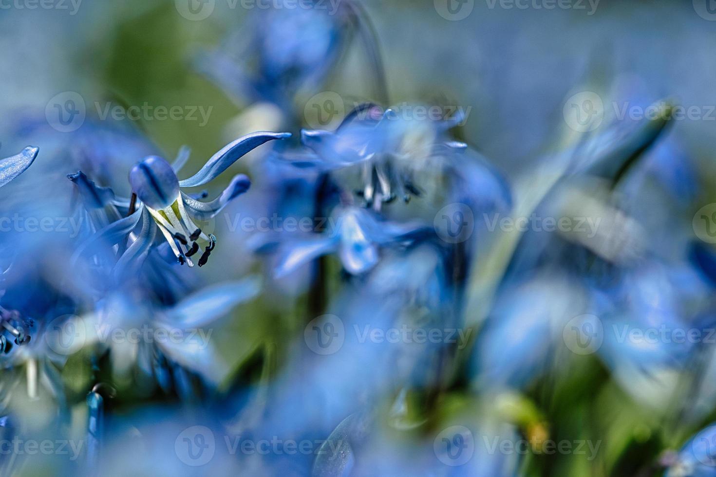 The flower bluestar in a soft light bokeh photo