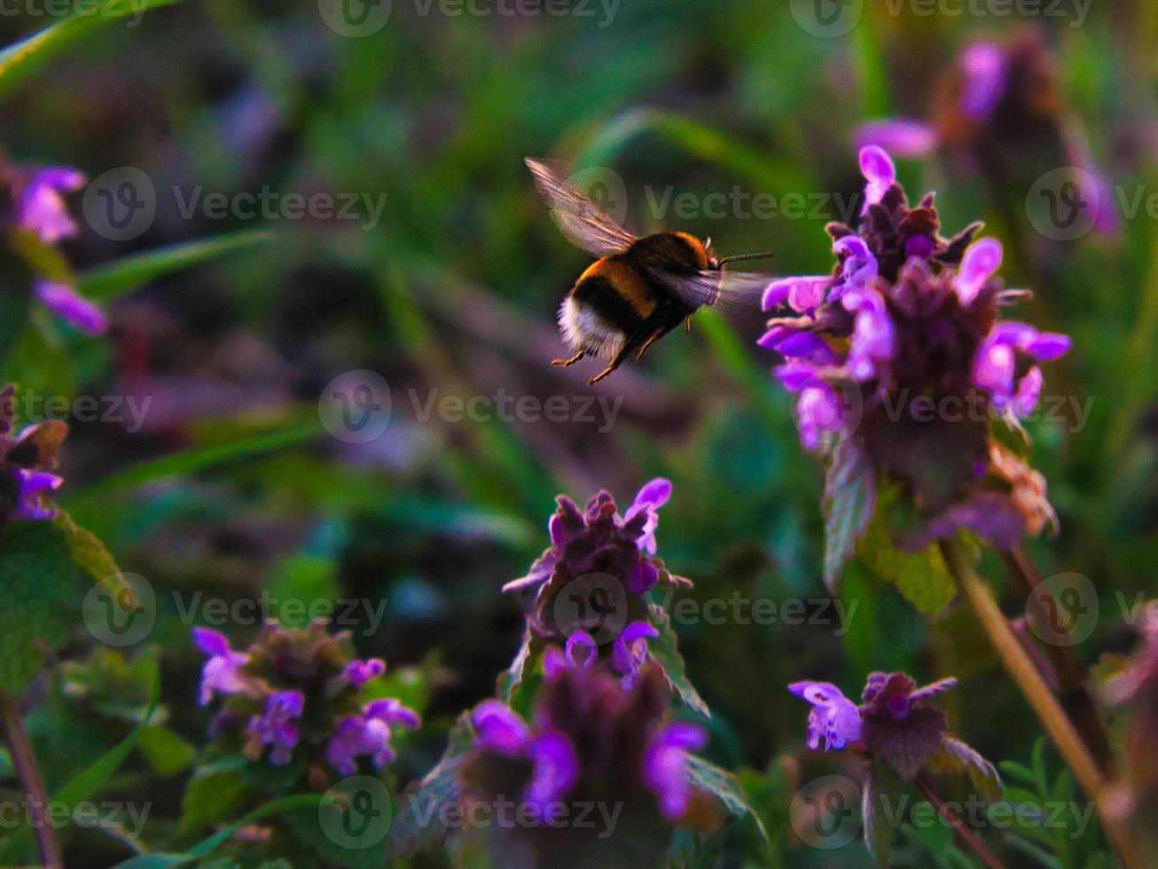 Bumblebee collecting nectar on a flower. Approach to the flower. Macro shot photo