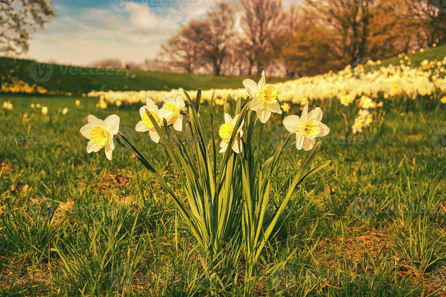 Daffodils on the meadow in spring. Plant shot from the park photo
